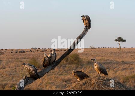 Weiße Rückengeier (Gyps africanus) und ein auf einem Baum im Masai Mara National Reserve in Kenia sitzender griffoniger Geier (Gyps rueppellii) von Ruppell Stockfoto