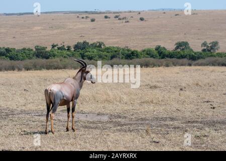 Ein Topi (Damaliscus korrigum) im Grasland des Masai Mara National Reserve in Kenia. Stockfoto