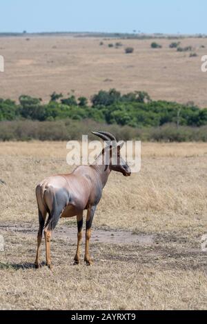 Ein Topi (Damaliscus korrigum) im Grasland des Masai Mara National Reserve in Kenia. Stockfoto
