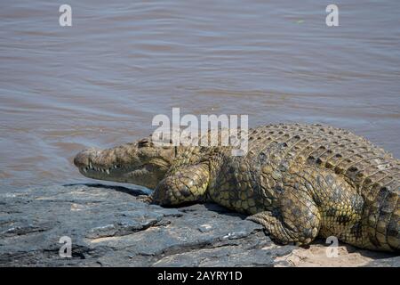 Ein Nilkrokodil (Crocodylus niloticus) sonnt sich am Flussufer der Mara im Masai Mara National Reserve in Kenia. Stockfoto