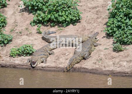 Nilkrokodile (Crocodylus niloticus) sonnen sich am Flussufer des Flusses Mara im Masai Mara National Reserve in Kenia. Stockfoto
