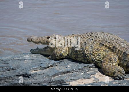 Ein Nilkrokodil (Crocodylus niloticus) sonnt sich am Flussufer der Mara im Masai Mara National Reserve in Kenia. Stockfoto