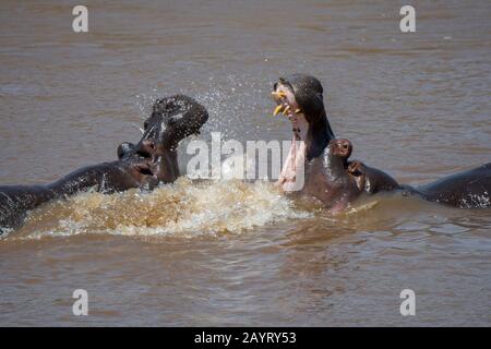 Zwei Flusspferde (Hippopotamus amphibisch), die im Fluss Mara im Masai Mara National Reserve in Kenia kämpfen. Stockfoto
