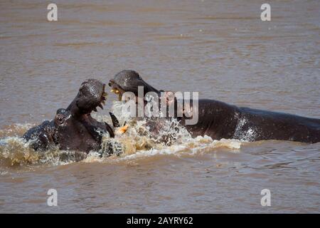 Zwei Flusspferde (Hippopotamus amphibisch), die im Fluss Mara im Masai Mara National Reserve in Kenia kämpfen. Stockfoto