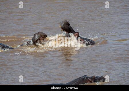 Zwei Flusspferde (Hippopotamus amphibisch), die im Fluss Mara im Masai Mara National Reserve in Kenia kämpfen. Stockfoto
