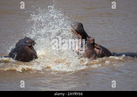 Zwei Flusspferde (Hippopotamus amphibisch), die im Fluss Mara im Masai Mara National Reserve in Kenia kämpfen. Stockfoto