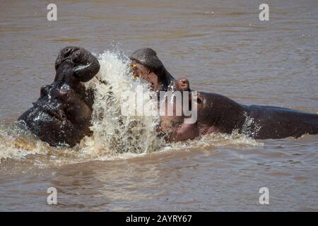 Zwei Flusspferde (Hippopotamus amphibisch), die im Fluss Mara im Masai Mara National Reserve in Kenia kämpfen. Stockfoto
