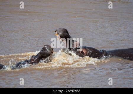 Zwei Flusspferde (Hippopotamus amphibisch), die im Fluss Mara im Masai Mara National Reserve in Kenia kämpfen. Stockfoto