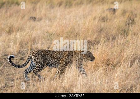 Ein Leopard (Panthera pardus) spazieren durch das Grasland im Masai Mara National Reserve in Kenia. Stockfoto