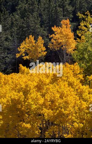 WY02472-00- Bäume in den Big Horn Mountains. Stockfoto