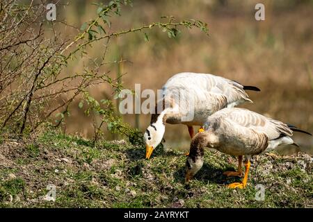 Bar mit Gänsenahebild im keoladeo-nationalpark oder Vogelschutzgebiet, bharatpur, rajasthan, indien - Anser Indicus Stockfoto