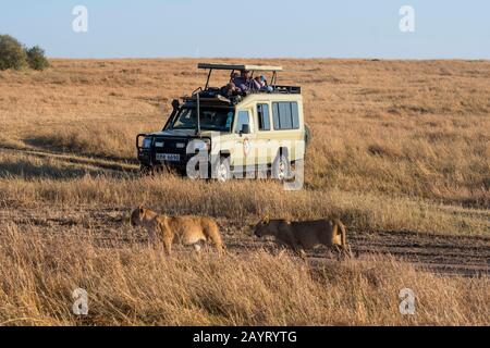 Touristen, die Löwen (Panthera leo) beim Spaziergang durch die Grasländer des Masai Mara National Reserve in Kenia beobachten. Stockfoto