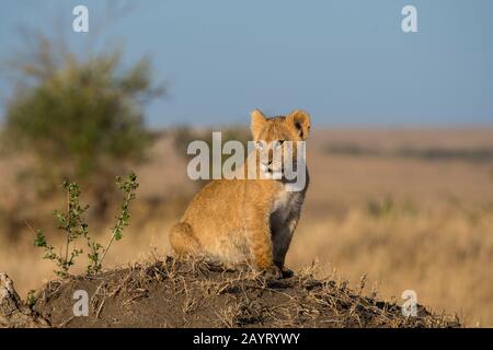 Eine kleine Löwenkuppe (Panthera leo) auf einem Termitenhügel sucht ihre Mutter und fordert sie von Zeit zu Zeit im Masai Mara National Reserve i Stockfoto