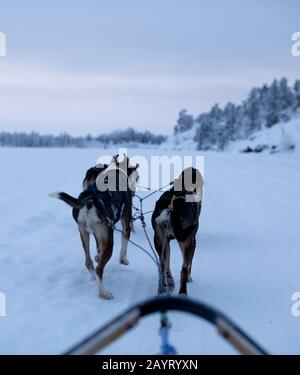 Hundeschlittenfahrt auf dem Grace Lake in Yellowknife, Northwest Territories, Kanada Stockfoto