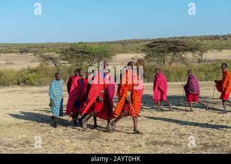Junge Maasai-Männer, die einen traditionellen Springtanz in der Masai Mara in Kenia ausführen. Stockfoto