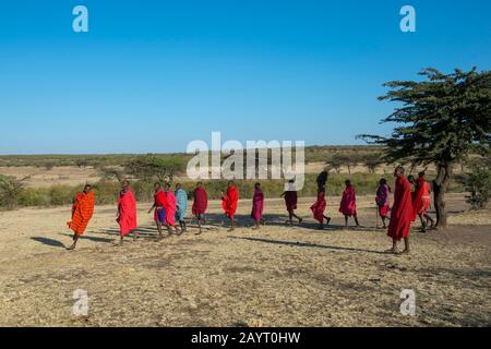 Junge Maasai-Männer, die einen traditionellen Springtanz in der Masai Mara in Kenia ausführen. Stockfoto