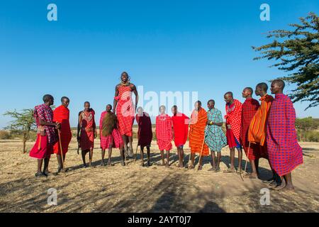 Junge Maasai-Männer, die einen traditionellen Springtanz in der Masai Mara in Kenia ausführen. Stockfoto