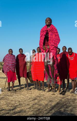 Junge Maasai-Männer, die einen traditionellen Springtanz in der Masai Mara in Kenia ausführen. Stockfoto