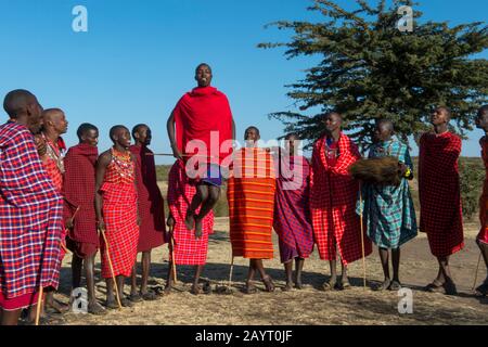 Junge Maasai-Männer, die einen traditionellen Springtanz in der Masai Mara in Kenia ausführen. Stockfoto