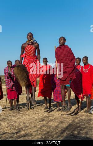 Junge Maasai-Männer, die einen traditionellen Springtanz in der Masai Mara in Kenia ausführen. Stockfoto