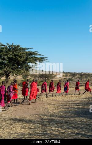 Junge Maasai-Männer, die einen traditionellen Springtanz in der Masai Mara in Kenia ausführen. Stockfoto