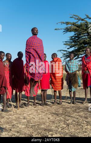 Junge Maasai-Männer, die einen traditionellen Springtanz in der Masai Mara in Kenia ausführen. Stockfoto