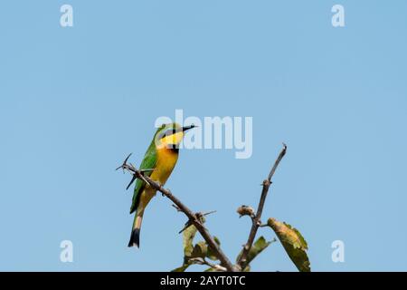 Ein Kleiner Bienenfresser (Merops pusillus) liegt auf einem Busch im South Luangwa National Park im Osten Sambias. Stockfoto