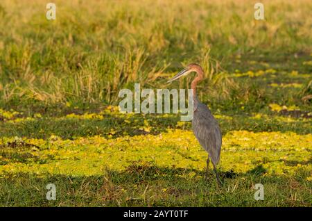 Ein Goliath-Reiher (Ardea goliath) sucht in einem Sumpf im Süd-Luangwa-Nationalpark im Osten Sambias nach Nahrung. Stockfoto