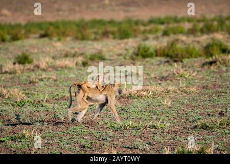 Eine Mutter aus dem gelben Pavian (Papio cynocephalus) trägt ihr Baby im South Luangwa National Park im Osten Sambias. Stockfoto