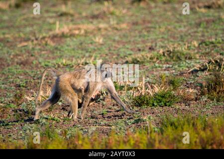 Eine Mutter aus dem gelben Pavian (Papio cynocephalus) trägt ihr Baby im South Luangwa National Park im Osten Sambias. Stockfoto