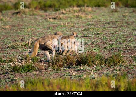 Eine Mutter aus dem gelben Pavian (Papio cynocephalus) trägt ihr Baby im South Luangwa National Park im Osten Sambias. Stockfoto