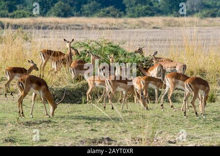 Eine Herde Impalas (Aepyceros melampus) weidete und grast auf einem Busch im South Luangwa National Park im Osten Sambias. Stockfoto