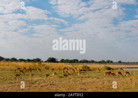 Eine Herde Impalas (Aepyceros melampus) weidete im South Luangwa National Park im Osten Sambias. Stockfoto