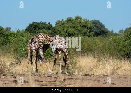 Zwei junge Thornicrofts Giraffe (Giraffa camelopardalis thornicrofti) Männer spielen im South Luangwa National Park im Osten Sambias. Stockfoto