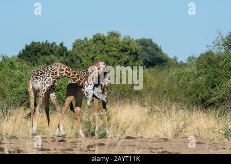 Zwei junge Thornicrofts Giraffe (Giraffa camelopardalis thornicrofti) Männer spielen im South Luangwa National Park im Osten Sambias. Stockfoto