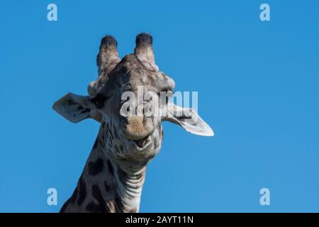 Porträt einer Giraffe aus Thornicrofts (Giraffa camelopardalis thornicrofti) im South Luangwa National Park im Osten Sambias. Stockfoto