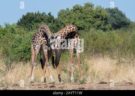 Zwei junge Thornicrofts Giraffe (Giraffa camelopardalis thornicrofti) Männer spielen im South Luangwa National Park im Osten Sambias. Stockfoto