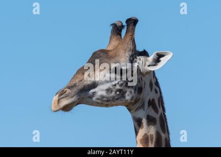Porträt einer Giraffe aus Thornicrofts (Giraffa camelopardalis thornicrofti) im South Luangwa National Park im Osten Sambias. Stockfoto
