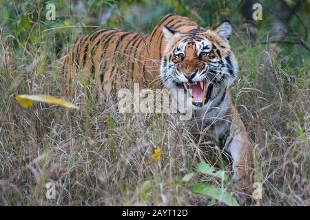 Das Bild des Tiger-Schnarlings (Panthera tigris) im Nationalpark Corbett, Indien Stockfoto