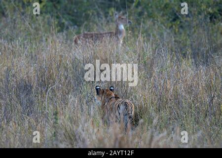 Das Bild des Tigers (Panthera tigris), der Beute im Nationalpark Corbett, Indien, stachelt Stockfoto