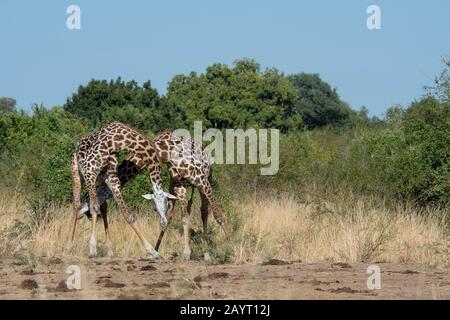 Zwei junge Thornicrofts Giraffe (Giraffa camelopardalis thornicrofti) Männer spielen im South Luangwa National Park im Osten Sambias. Stockfoto