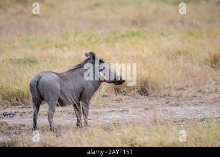 Ein häufiger Warthog (Phacochoerus africanus) im Amboseli-Nationalpark, Kenia. Stockfoto