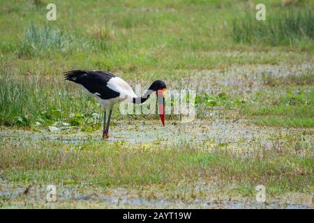 Ein Sattel-billed Storch (Ephippiorhynchus senegalensis) fischt in einem Sumpf im Amboseli-Nationalpark, Kenia, nach Nahrung. Stockfoto