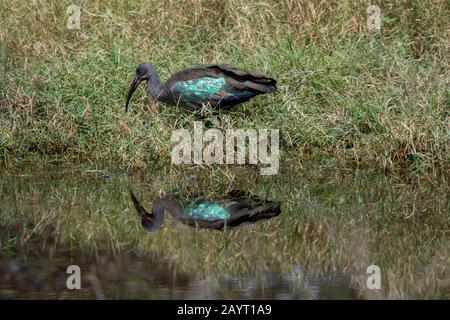 Hadada oder hadeda Ibis (Bostrychia hagedash) in einem Sumpf im Amboseli National Park, Kenia. Stockfoto