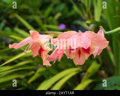 Nahaufnahme von schönen zarten Aprikosen-Orange mit roten Markierungen Gladioli Blüten nass von den Niederschlägen Stockfoto