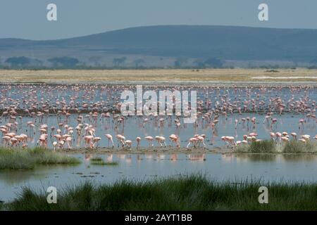 Blick auf einen flachen See mit Flamingos im Amboseli National Park, Kenia. Stockfoto