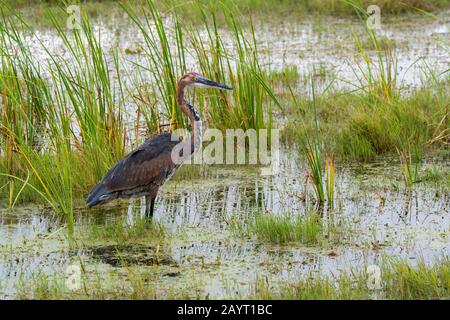 Ein Goliath-Reiher (Ardea goliath) fischt in einem Sumpf im Amboseli-Nationalpark, Kenia, nach Nahrung. Stockfoto