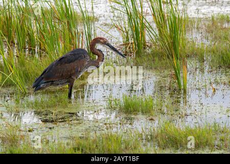 Ein Goliath-Reiher (Ardea goliath) fischt in einem Sumpf im Amboseli-Nationalpark, Kenia, nach Nahrung. Stockfoto