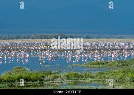 Flamingos (größer und kleiner), die sich in einem flachen See im Amboseli-Nationalpark, Kenia, ernähren. Stockfoto