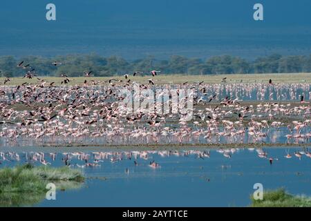 Eine riesige Gruppe von Flamingos (größer und kleiner) fliegen über einen flachen See im Amboseli-Nationalpark, Kenia. Stockfoto